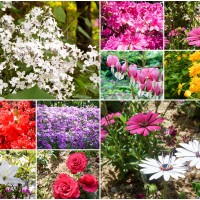 느티나무 정원에 핀 꽃들.jpg