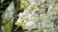 사진:2019년 느티나무 봄꽃소식을 전합니다.